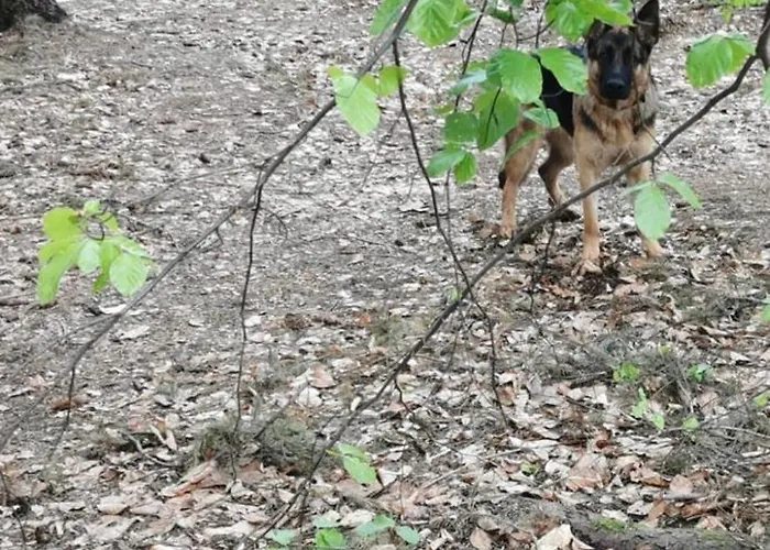 Appartement Panoramablick Postwiese